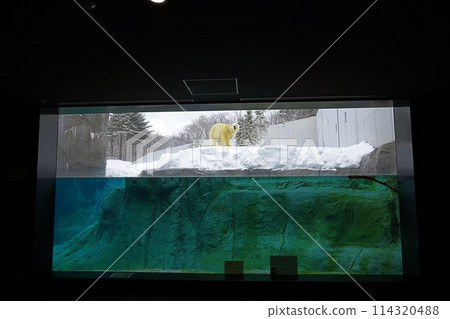 札幌丸山動物園北極熊館 札幌丸山動物園北極熊館 114320488