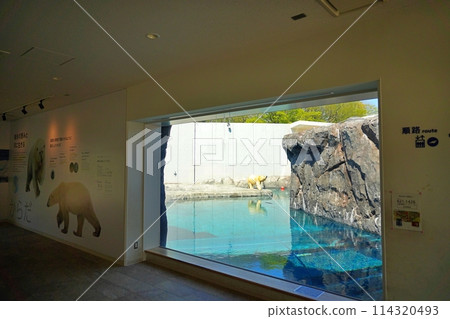 札幌丸山動物園北極熊館 114320493