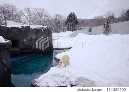 札幌丸山動物園北極熊館 114320503