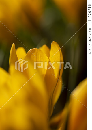 beautiful crocus flowers in close-up during flowering in spring beautiful crocus flowers in close-up during flowering in spring 114320716