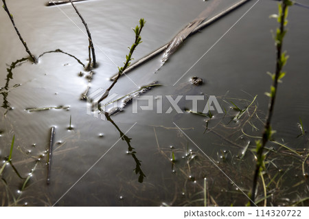 toads in the water at dusk in the lake toads in the water at dusk in the lake 114320722