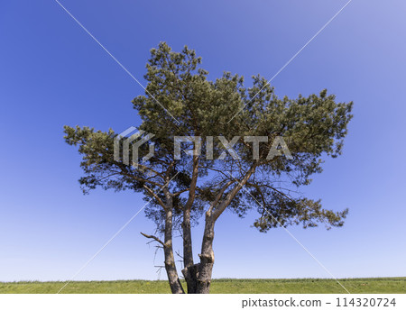 pine trees in the forest in sunny weather 114320724