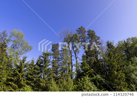 deciduous trees in spring in sunny windy weather 114320746