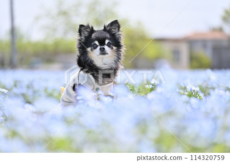 長外套吉娃娃和粉蝶花田盛開 114320759