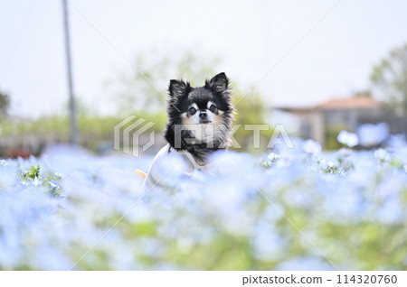 長外套吉娃娃和粉蝶花田盛開 114320760