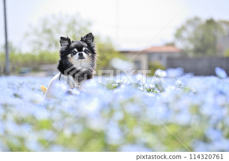 Long-coated Chihuahua and a field of nemophila in full bloom 114320761