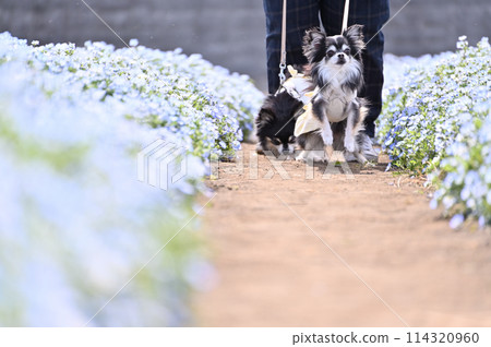 An owner walking his dog, a long-coated Chihuahua, through a field of blooming nemophila flowers An owner walking his dog, a long-coated Chihuahua, through a field of blooming nemophila flowers 114320960