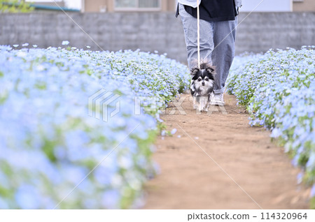 An owner walking his dog, a long-coated Chihuahua, through a field of blooming nemophila flowers An owner walking his dog, a long-coated Chihuahua, through a field of blooming nemophila flowers 114320964
