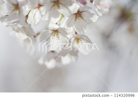 櫻花盛開 櫻花盛開 114320996