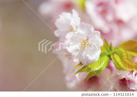 櫻花盛開 114321014