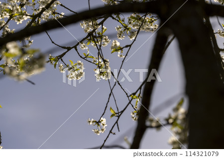 cherry blossoms in the orchard cherry blossoms in the orchard 114321079
