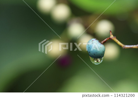 初秋森林場景 雨中浸泡的彩色野葡萄 初秋森林場景 雨中浸泡的彩色野葡萄 114321200