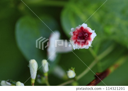 Early autumn forest scenery: A flower of the honeysuckle plant with raindrops 114321201
