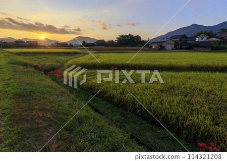 秋天的田園風光：日出的天空、成熟的稻子、岸邊盛開的蜘蛛百合 114321208