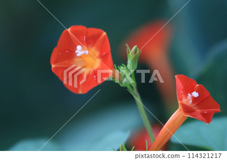 初秋的野花 Marubalkousou 114321217