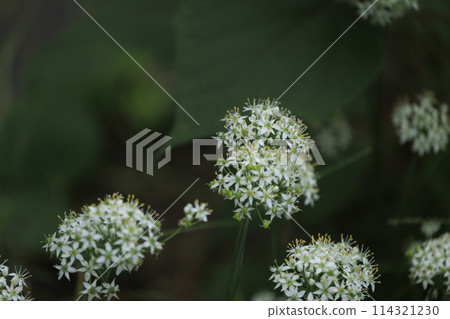 Wildflowers that bloom in the autumn field Wildflowers that bloom in the autumn field 114321230