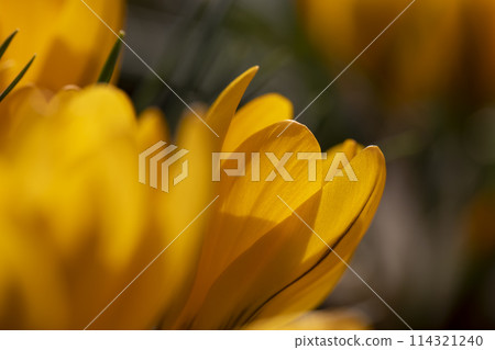 beautiful crocus flowers in close-up during flowering in spring beautiful crocus flowers in close-up during flowering in spring 114321240