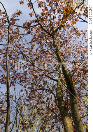 beautiful cherry blossoms during flowering in spring 114321264