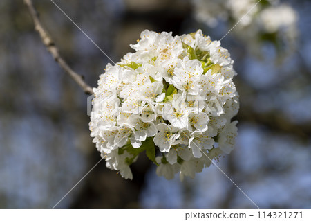 large inflorescences of white cherry blossoms in spring large inflorescences of white cherry blossoms in spring 114321271