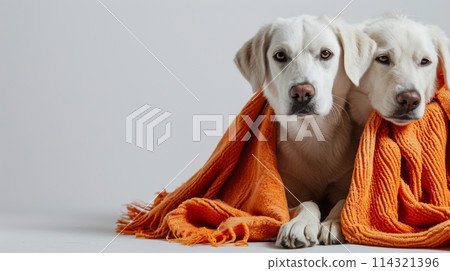 Two white Canidae dogs with whiskers are cuddled in an orange blanket 114321396