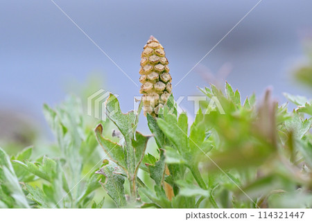 Horsetail, Japanese Spring, Spring Material 114321447