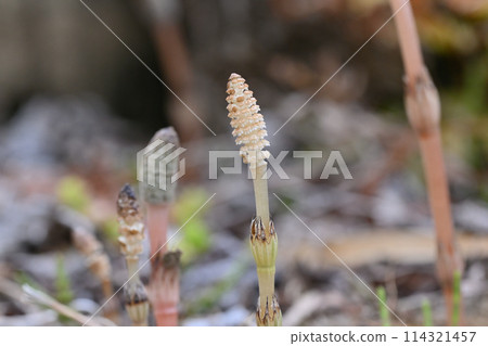 馬尾日式彈簧彈簧材質 114321457