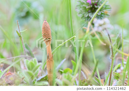 馬尾日式彈簧彈簧材質 114321462