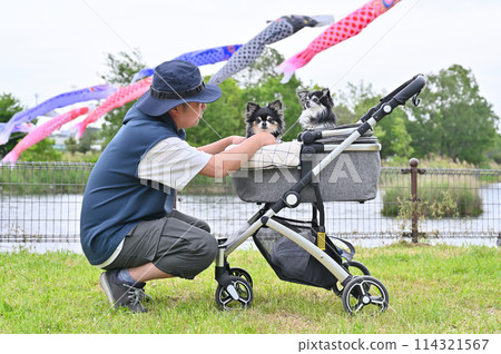 A male owner walking his Chihuahua, carp streamers, Shiraoka City, Saitama Prefecture (Shibayama Swamp) A male owner walking his Chihuahua, carp streamers, Shiraoka City, Saitama Prefecture (Shibayama Swamp) 114321567