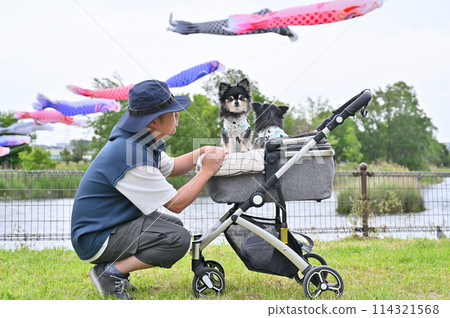 A male owner walking his Chihuahua, carp streamers, Shiraoka City, Saitama Prefecture (Shibayama Swamp) A male owner walking his Chihuahua, carp streamers, Shiraoka City, Saitama Prefecture (Shibayama Swamp) 114321568