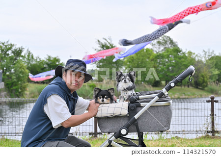 埼玉縣白岡市（芝山沼澤）與吉娃娃散步的主角鯉魚旗 114321570