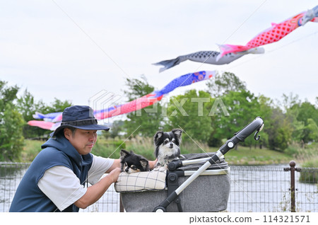 A male owner walking his Chihuahua, carp streamers, Shiraoka City, Saitama Prefecture (Shibayama Swamp) 114321571