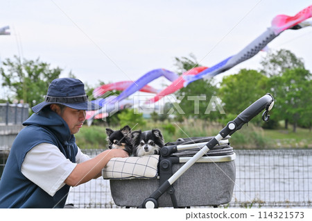 A male owner walking his Chihuahua, carp streamers, Shiraoka City, Saitama Prefecture (Shibayama Swamp) A male owner walking his Chihuahua, carp streamers, Shiraoka City, Saitama Prefecture (Shibayama Swamp) 114321573