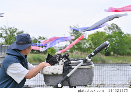 A male owner walking his Chihuahua, carp streamers, Shiraoka City, Saitama Prefecture (Shibayama Swamp) A male owner walking his Chihuahua, carp streamers, Shiraoka City, Saitama Prefecture (Shibayama Swamp) 114321575