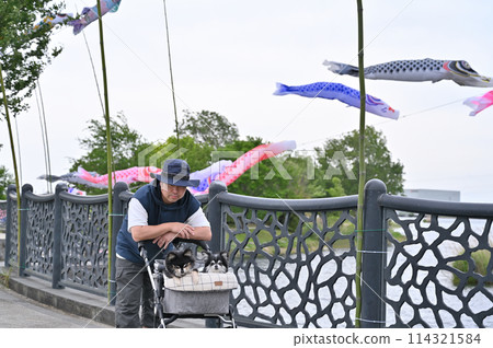 A male owner walking his Chihuahua, carp streamers, Shiraoka City, Saitama Prefecture (Shibayama Swamp) A male owner walking his Chihuahua, carp streamers, Shiraoka City, Saitama Prefecture (Shibayama Swamp) 114321584