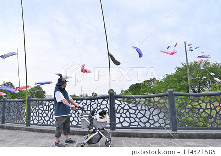 A male owner walking his Chihuahua, carp streamers, Shiraoka City, Saitama Prefecture (Shibayama Swamp) A male owner walking his Chihuahua, carp streamers, Shiraoka City, Saitama Prefecture (Shibayama Swamp) 114321585