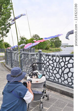 A male owner walking his Chihuahua, carp streamers, Shiraoka City, Saitama Prefecture (Shibayama Swamp) A male owner walking his Chihuahua, carp streamers, Shiraoka City, Saitama Prefecture (Shibayama Swamp) 114321590