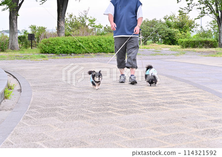 A male owner walking two long-coated chihuahuas A male owner walking two long-coated chihuahuas 114321592