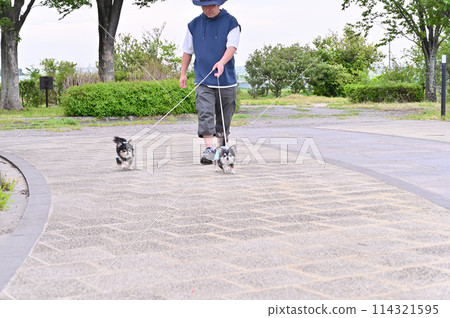 A male owner walking two long-coated chihuahuas A male owner walking two long-coated chihuahuas 114321595