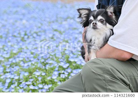 A male owner walking his Chihuahua through a field of nemophila flowers A male owner walking his Chihuahua through a field of nemophila flowers 114321600