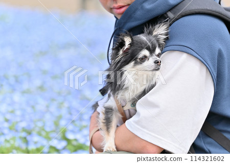 一位男主人帶著他的吉娃娃在粉蝶田散步 114321602