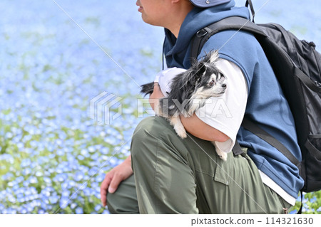 一位男主人帶著他的吉娃娃在粉蝶田散步 一位男主人帶著他的吉娃娃在粉蝶田散步 114321630