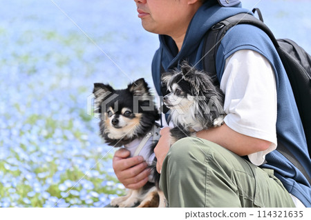A male owner walking his Chihuahua through a field of nemophila flowers 114321635