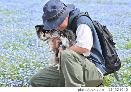 A male owner walking his Chihuahua through a field of nemophila flowers 114321640