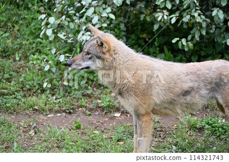 Gray wolf (European wolf) Tama Zoo, coming to Japan on March 1, 2024 114321743