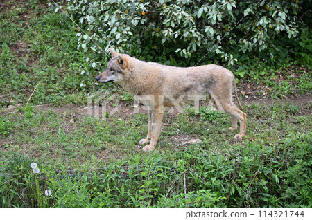 大野狼(歐洲狼)於2024年3月1日抵達多摩動物公園 大野狼(歐洲狼)於2024年3月1日抵達多摩動物公園 114321744