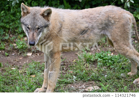 大野狼(歐洲狼)於2024年3月1日抵達多摩動物公園 大野狼(歐洲狼)於2024年3月1日抵達多摩動物公園 114321746