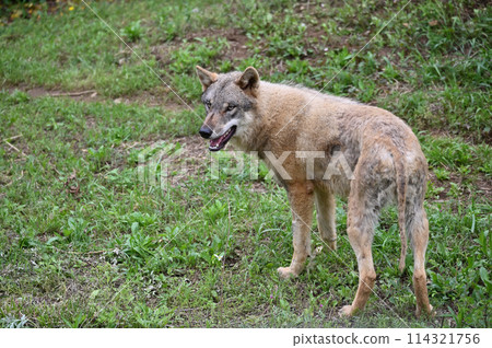 大野狼（歐洲狼）於2024年3月1日抵達多摩動物公園 114321756