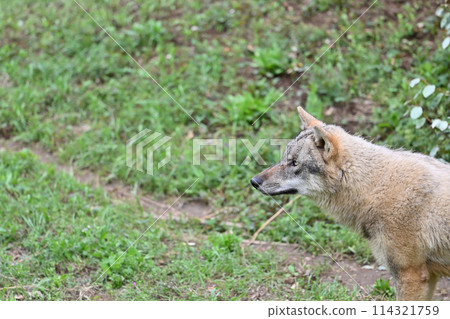 大野狼(歐洲狼)於2024年3月1日抵達多摩動物公園 大野狼(歐洲狼)於2024年3月1日抵達多摩動物公園 114321759