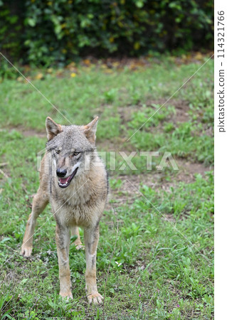 大野狼(歐洲狼)於2024年3月1日抵達多摩動物公園 大野狼(歐洲狼)於2024年3月1日抵達多摩動物公園 114321766