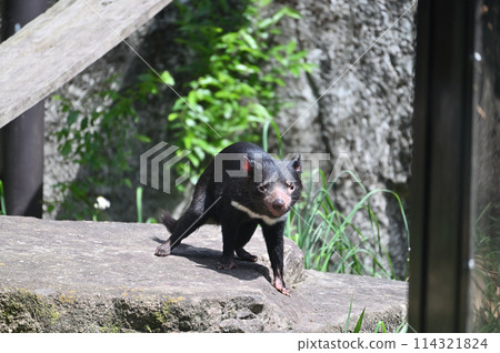 Tasmanian devil at Tama Zoo Tasmanian devil at Tama Zoo 114321824